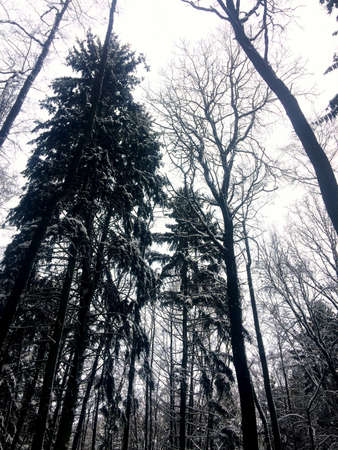 Day walk through the winter forest.