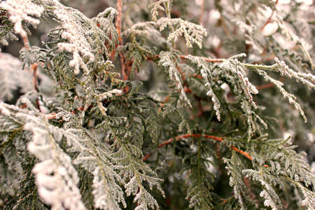 Photo of juniper branches covered with frost and snow, snowy winter 2021.
