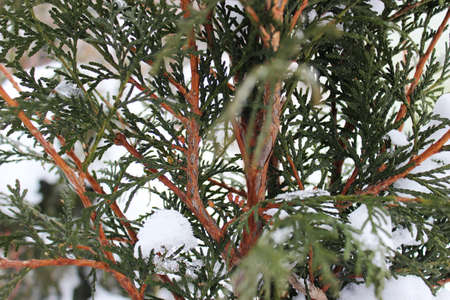 Photo of juniper branches covered with frost and snow, snowy winter 2021.