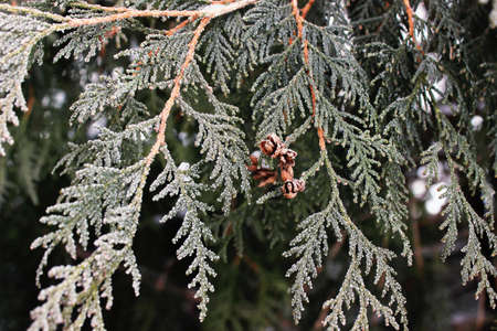 Photo of juniper branches covered with frost and snow, snowy winter 2021.