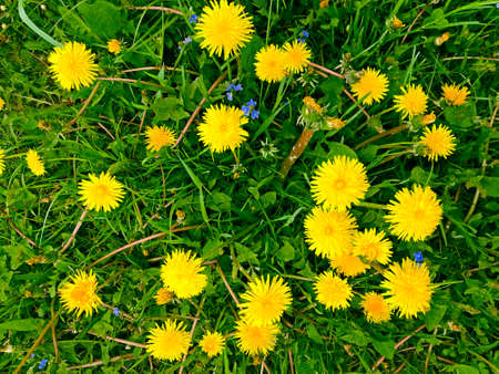 Field of dandelions on a sunny spring day. The nature of Europe, Belarus.の写真素材