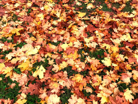 Fallen leaves in the middle of autumn in Belarus.