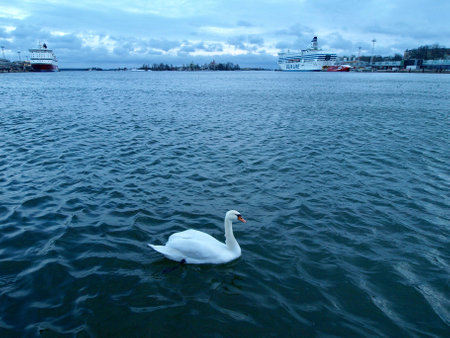 Helsinki, Finland, February 2018 - A swan swimming in a body of water. High quality photoの写真素材