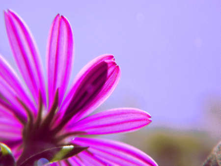 flowerの写真素材