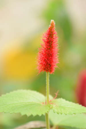 Flowerの写真素材