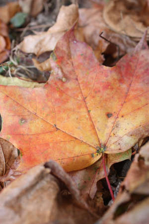 Fall Foliage - Orange Maple Leaf