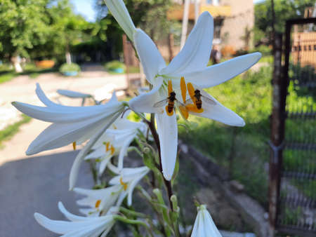 Two bees sat on yellow stamens to pollinate a beautiful white flower and collect nectar for honey. Spring bright sunny weather, the period of flowering flowersの写真素材