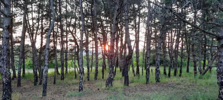 Sunset in the cedar forest. The setting evening sun sets over the horizon and its bright warm rays shine through the coniferous treesの写真素材