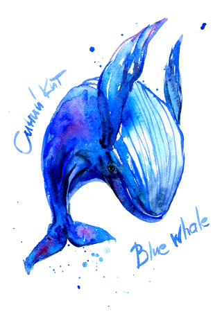 Blue whale watercolor. Underwater faunaの写真素材