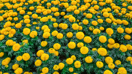Beautiful Marigold flower in garden.の写真素材