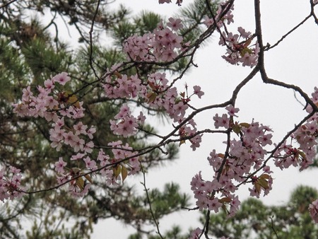Sherry blossom or Sakura flowers in Japan. Sakura will blooming in March to April. (Hanami festival )の写真素材