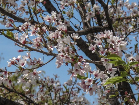 Sherry blossom or Sakura flowers in Japan. Sakura will blooming in March to April. (Hanami festival )の写真素材