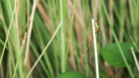 Small Dragonfly catch in dry grass in the gardenの写真素材
