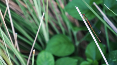 Small Dragonfly catch in dry grass in the gardenの写真素材