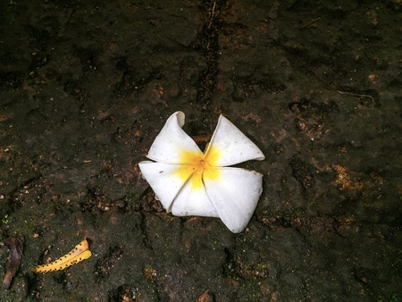 Frangipani tropical flowers, Plumeria flowers fresh and signature of spaの写真素材