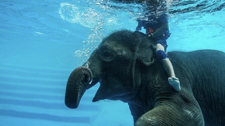 oung elephant show swimming and diving at zoo.の写真素材