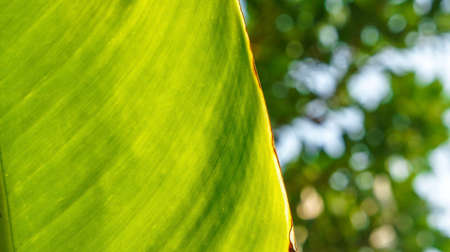 close up leafs with sunlightの写真素材