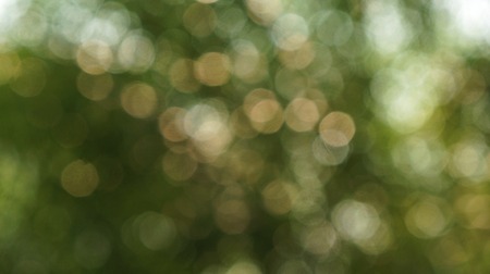 abstract blurred natural backgroundの写真素材