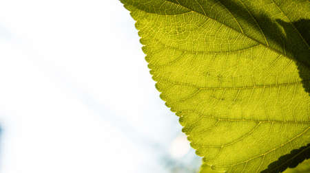 close up leafs with sunlightの写真素材