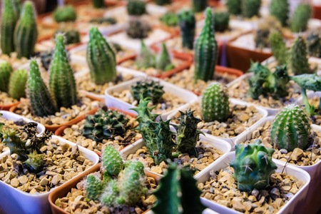 Many and Variety cactus in pot.の写真素材