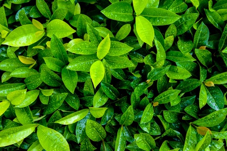 Green leafs and droplet after raining. It is freshness and wet concept.の写真素材