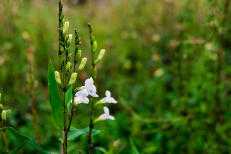 White flower with green grass for freshness concept. Copy space concept.の写真素材