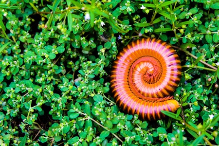 Millipede roll the body for protect when it get some dangerous.の写真素材