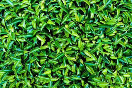 small green leafs for natural background and texture. Foliage and freshness concept.の写真素材
