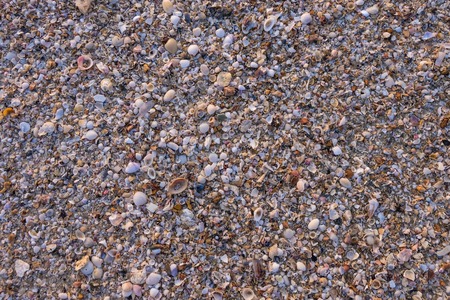 Sea shell on sand beach for background texture. It can decorative online advertisement.の写真素材