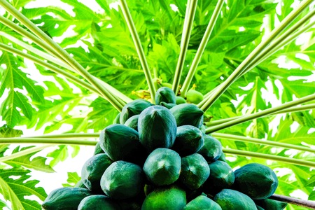 Fresh green papaya tree and fruit which it is raw material for many Thai food such as papaya salad.