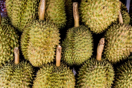 Heap of durian . Durian is king of fruit and it famous in Thailand and Chinese person because it tasty and delicious. Even though it have smelly and prohibit bring it to the car and air condition.の写真素材