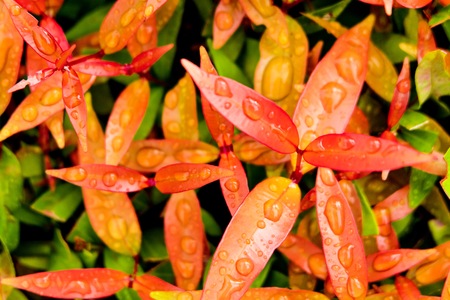 Beautiful orange leafs with water droplet after raining. It is freshness concept.の写真素材
