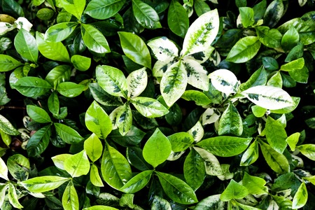White spotted leaf with green leafs.の写真素材
