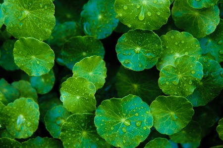 Water droplet on Asiatic leafs which it are used for food and medicine in Asia traditional. It is use for cancer treatment.の写真素材