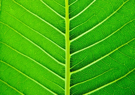 Abstract green venation leave for study biological and for background texture.の写真素材