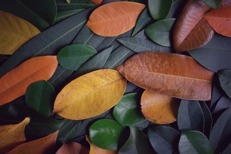 Creative beautiful colorful leafs in autumn for background and backdrop. This is wallpaper for decorate of advertisement.の写真素材