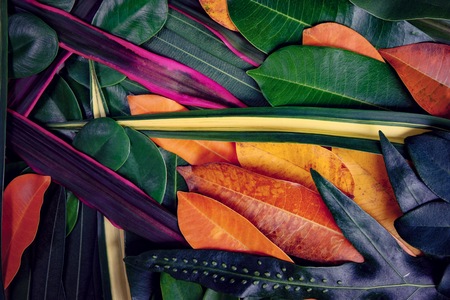 Creative beautiful colorful leafs in autumn for background and backdrop. This is wallpaper for decorate of advertisement.の写真素材