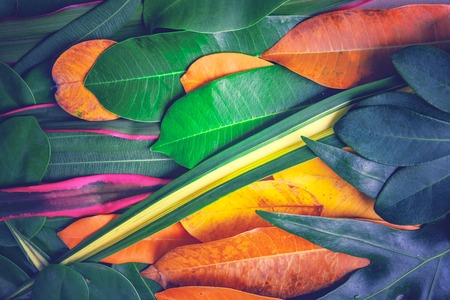 Creative beautiful colorful leafs in autumn for background and backdrop. This is wallpaper for decorate of advertisement.の写真素材