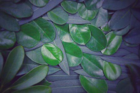 Creative layout of greenery leafs for background and texture concept.の写真素材