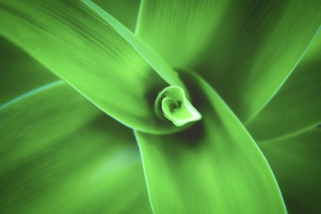 The top of green leafs and rain water droplets for background and texture.の写真素材