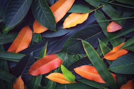 Creative idea of colorful leafs among green yellow and brown color on the floor. Its is different of environment and ecology style which it can use for background and texture.の写真素材