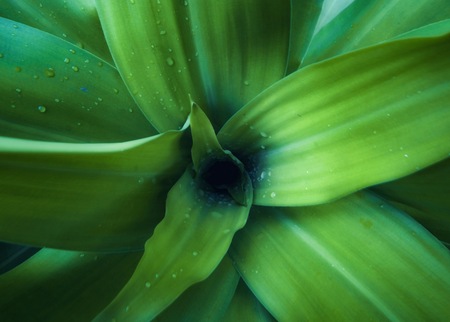 The top of green leafs and rain water droplets for background and texture.の写真素材