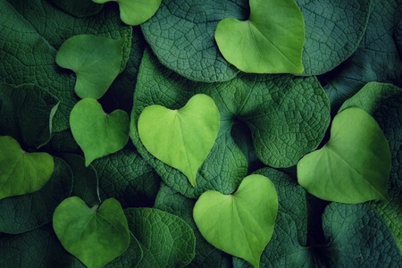 Heart shape of light green leafs against dark green leafs for Love valentine's Day Background.の写真素材