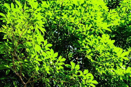 Tree light and dark green leafs with sunshine for background and texture. Freshness and comfortable eye concept.の写真素材