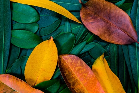 Creative colorful green and yellow leafs for art background and texture . Freshness in autumn concept.の写真素材