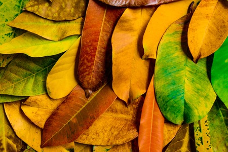 Autumn seasoning with colorful leafs collection for apply to background and texture application.の写真素材