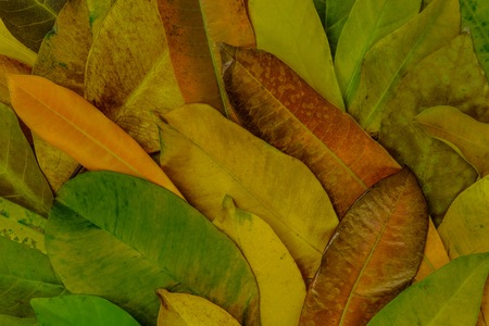Autumn seasoning with colorful leafs collection for apply to background and texture application.の写真素材