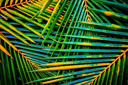 Creative colorful palm leafs or coconut leafs for background and wallpaper.It is tropical and holiday on beach concept.の写真素材