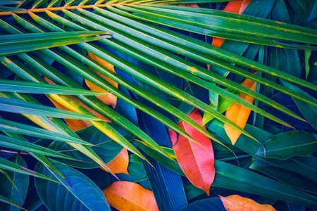 Creative colorful tropical leafs for backdrop and wallpaper. It is decorative for summer concept.の写真素材