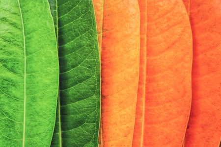 Creative colorful leafs on autumn season for background and wallpaper which it make freshness concept.の写真素材